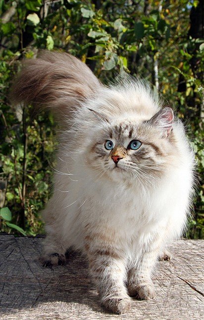 Fluffy Siberian Beauty