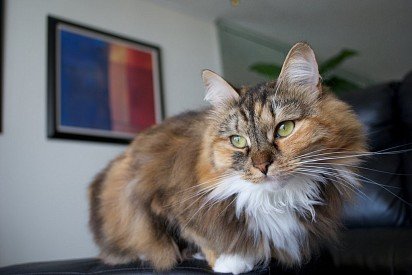 Siberian cat of tortoise color