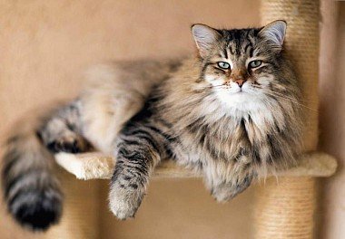 Siberian tabby color cat