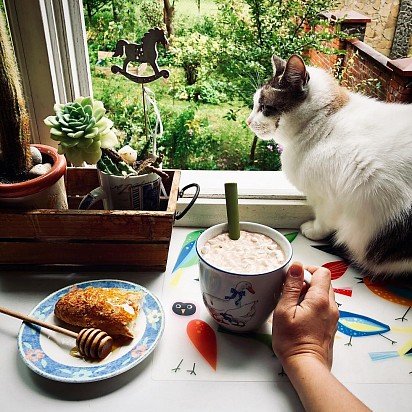 Snow Shoo sits on the window with his favorite mistress