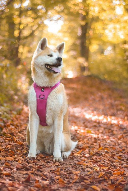 Akita Inu