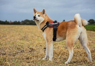 Akita-inu