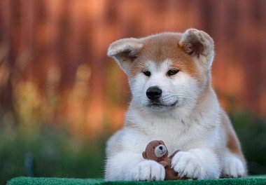 Akita-inu