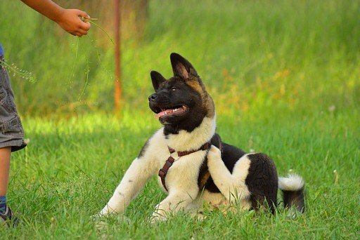 American Akita