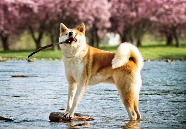 Akita Inu