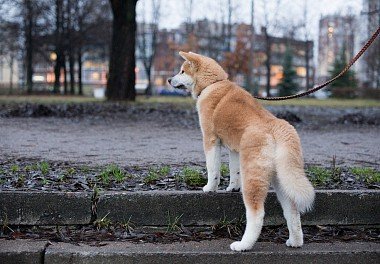 Akita-inu