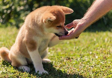 Akita Inu