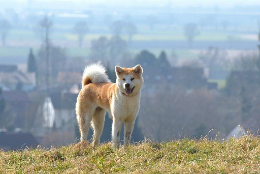 Akita-inu