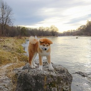 Akita Inu