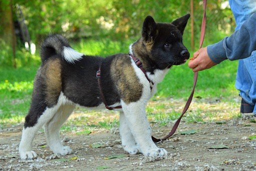 American Akita puppy