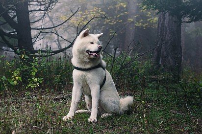 White Akita Inu