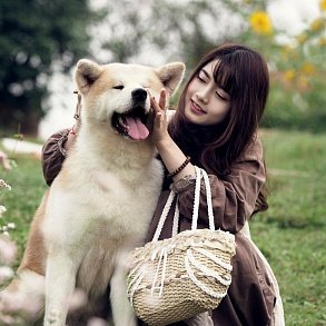 Akita Inu