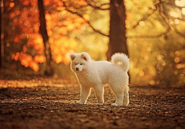 Akita Inu