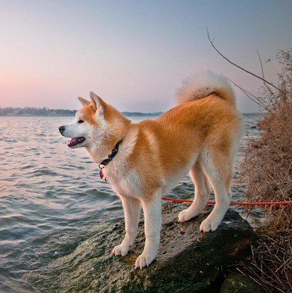 Adult Akita Inu