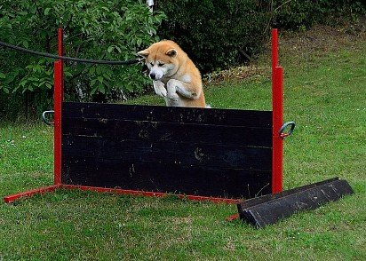 Akita-inu training