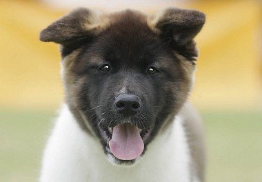 Akita Inu