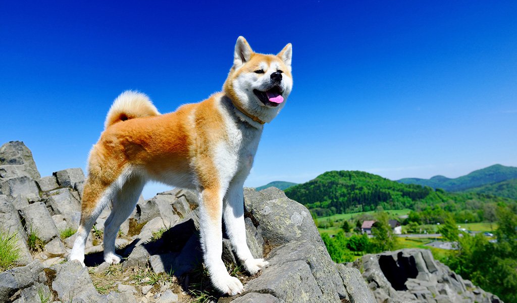 Akita Inu