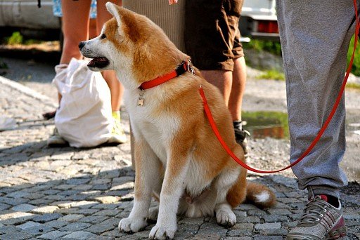 Akita-inu