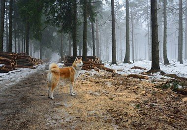 Akita Inu