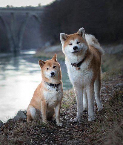 Akita Inu breed comparison with Shiba Inu (Shiba left)