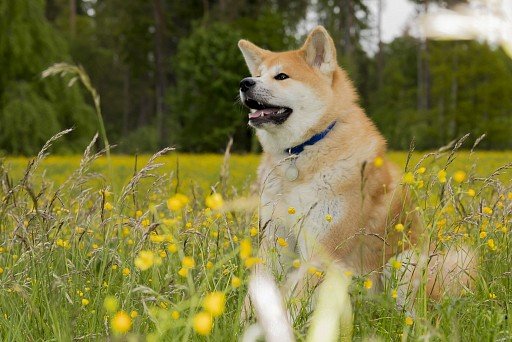 Akita Inu