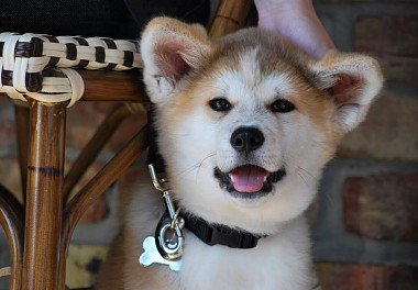 Akita-inu