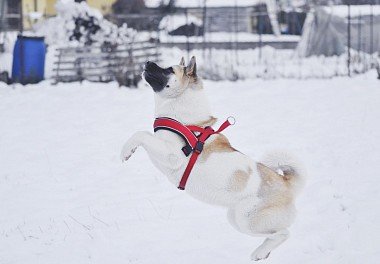 Akita-inu