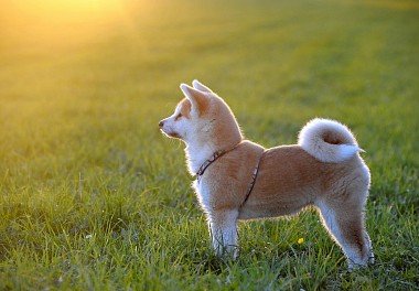 Akita-inu