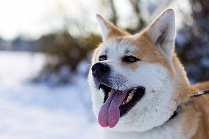 Akita muzzle