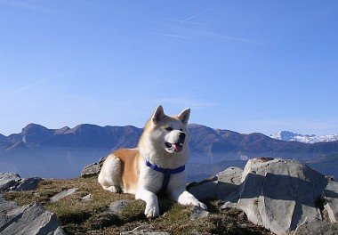 Akita-inu