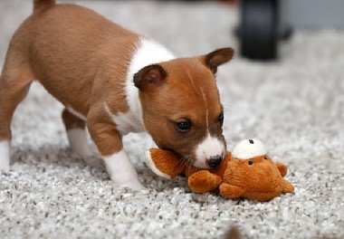 Basenji