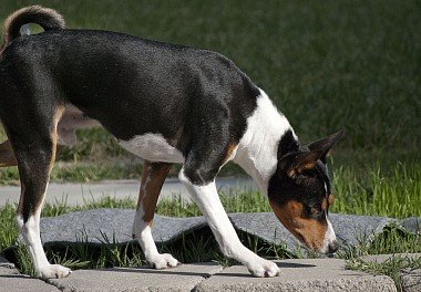 Basenji