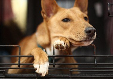 Basenji