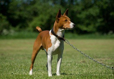 Basenji