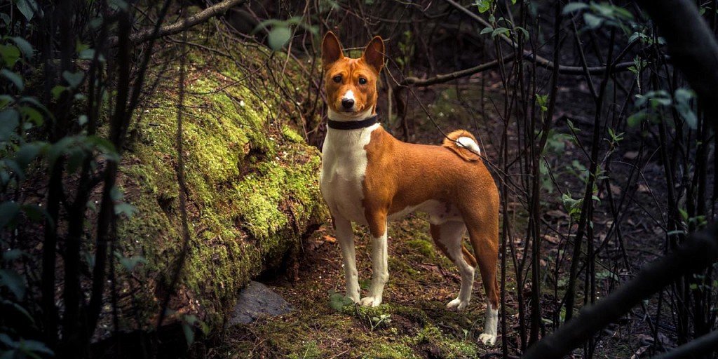 Basenji