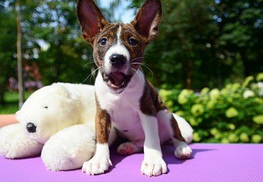 Basenji