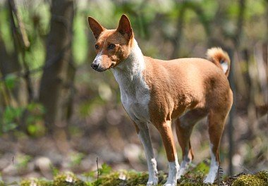 Basenji