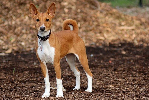 Basenji