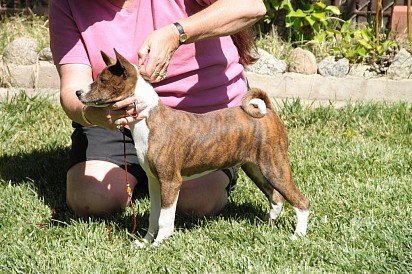 Tiger-colored Basenji