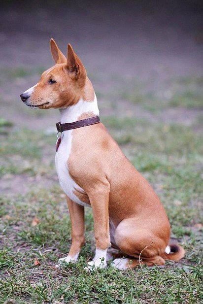 Basenji