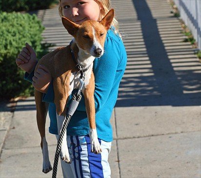 Basenji with baby