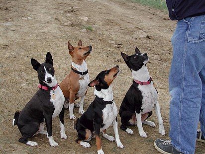 Basenji Training