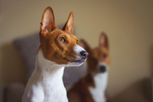 Basenji