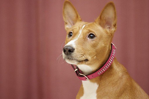 Basenji