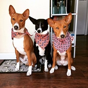 Basenji