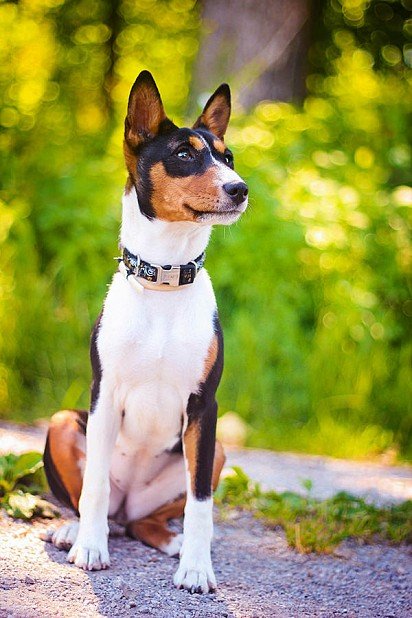 Basenji black and white colored Basenji with undercoat