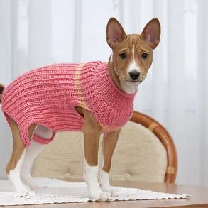 Basenji