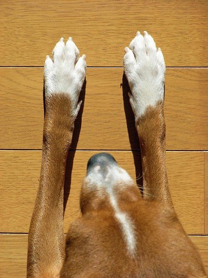 Basenji Paws