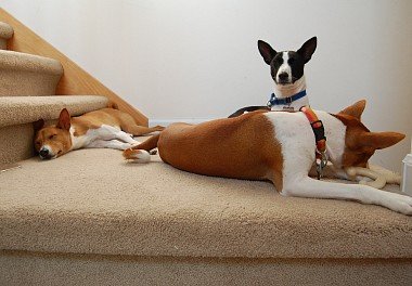 Basenji