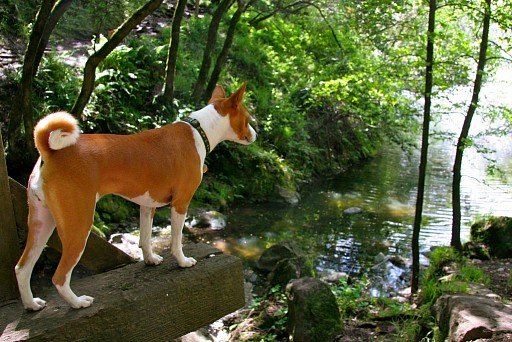 Basenji